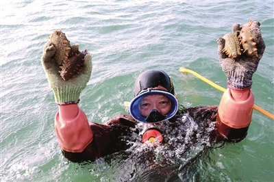 秋捕海參迎來(lái)豐收季